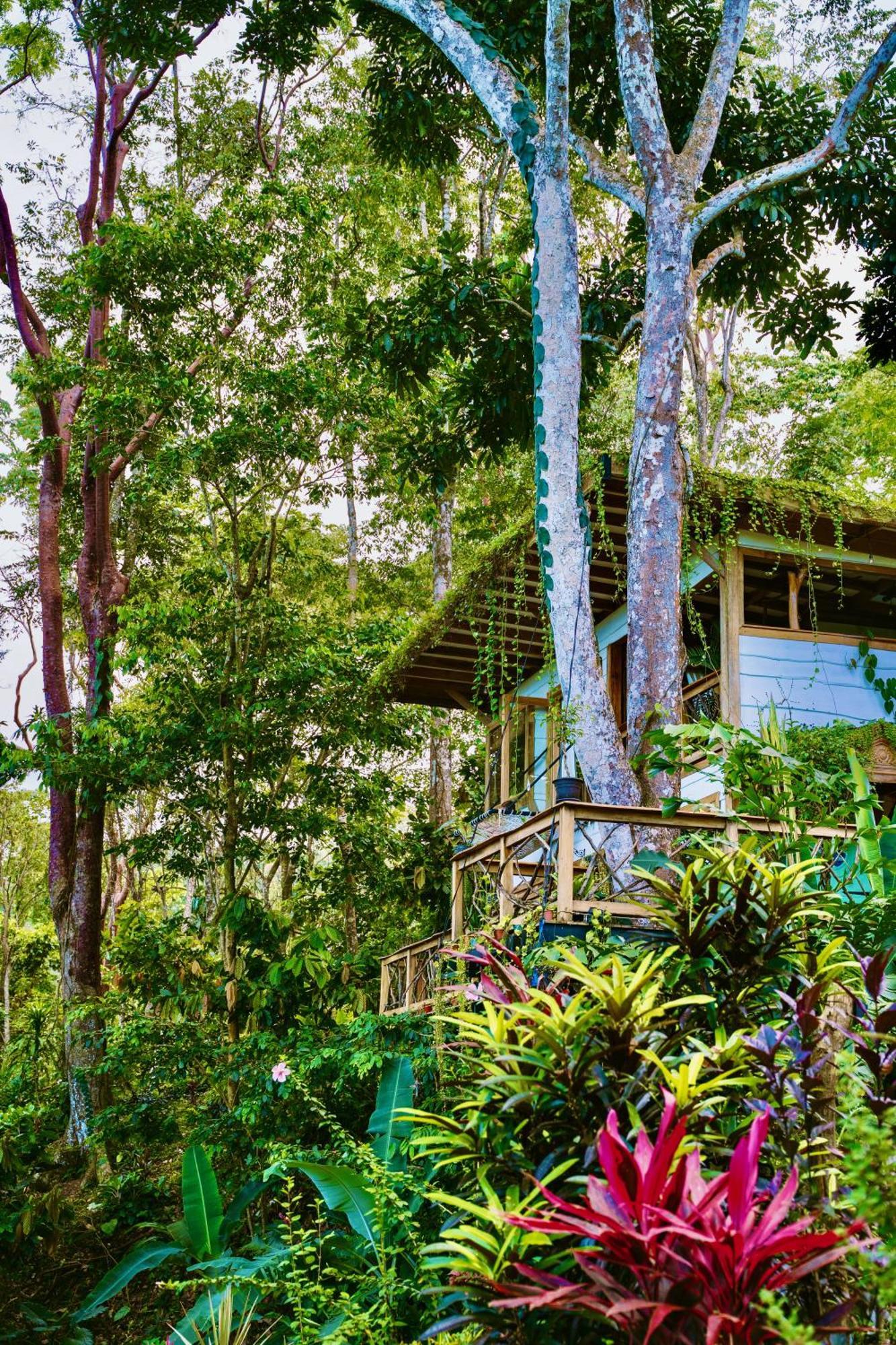 Jungle Spirit Treehouse Vila Cahuita Exterior foto