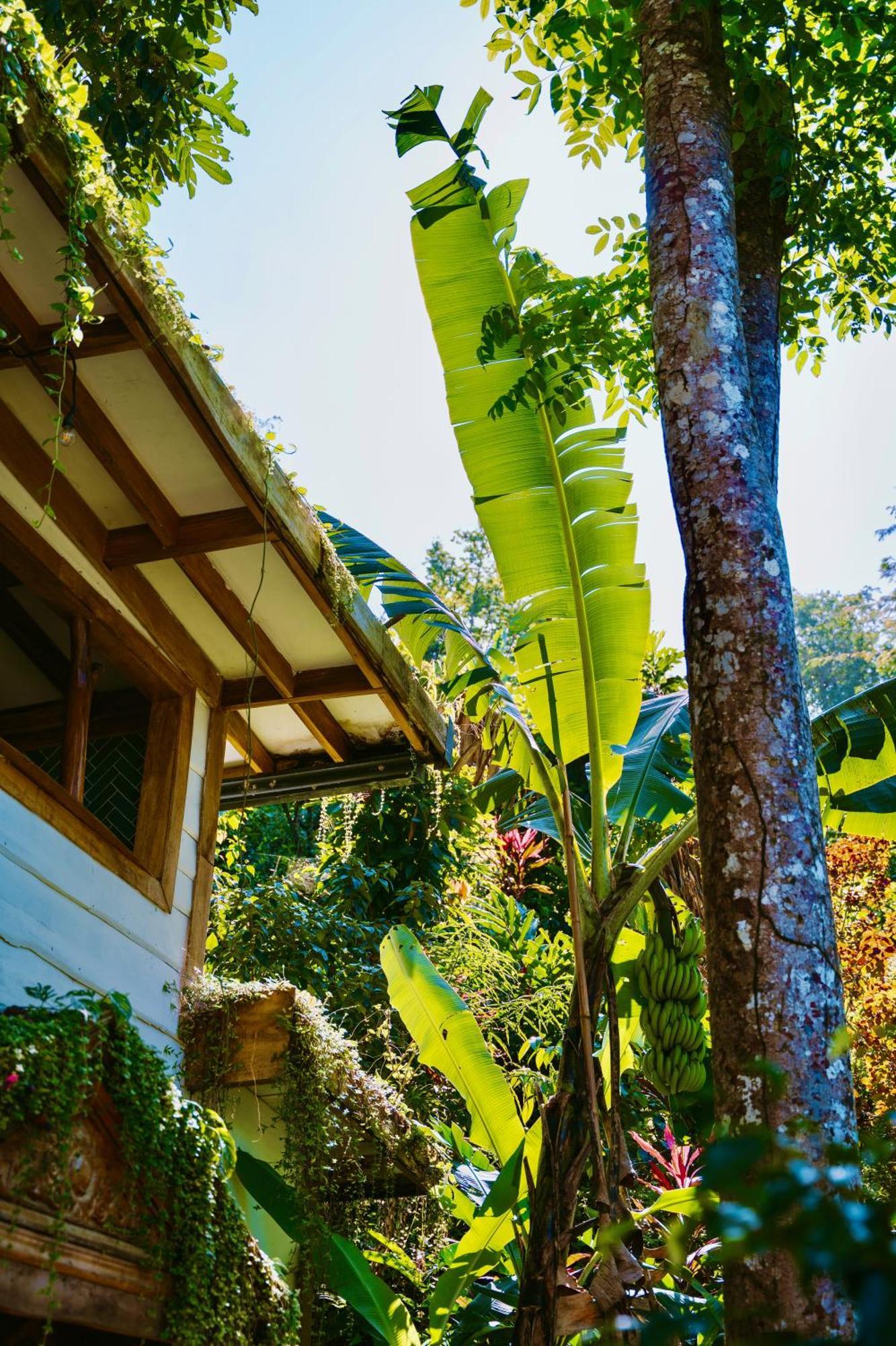 Jungle Spirit Treehouse Vila Cahuita Exterior foto