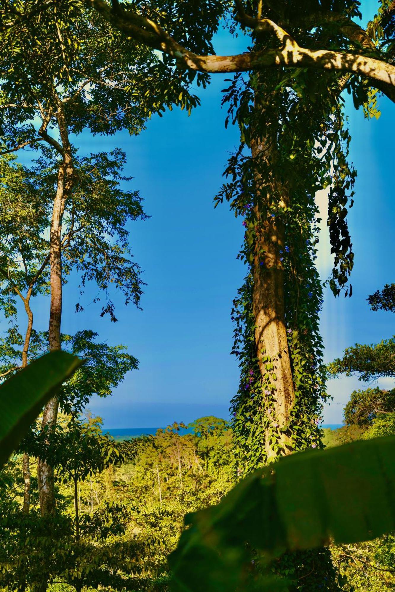 Jungle Spirit Treehouse Vila Cahuita Exterior foto