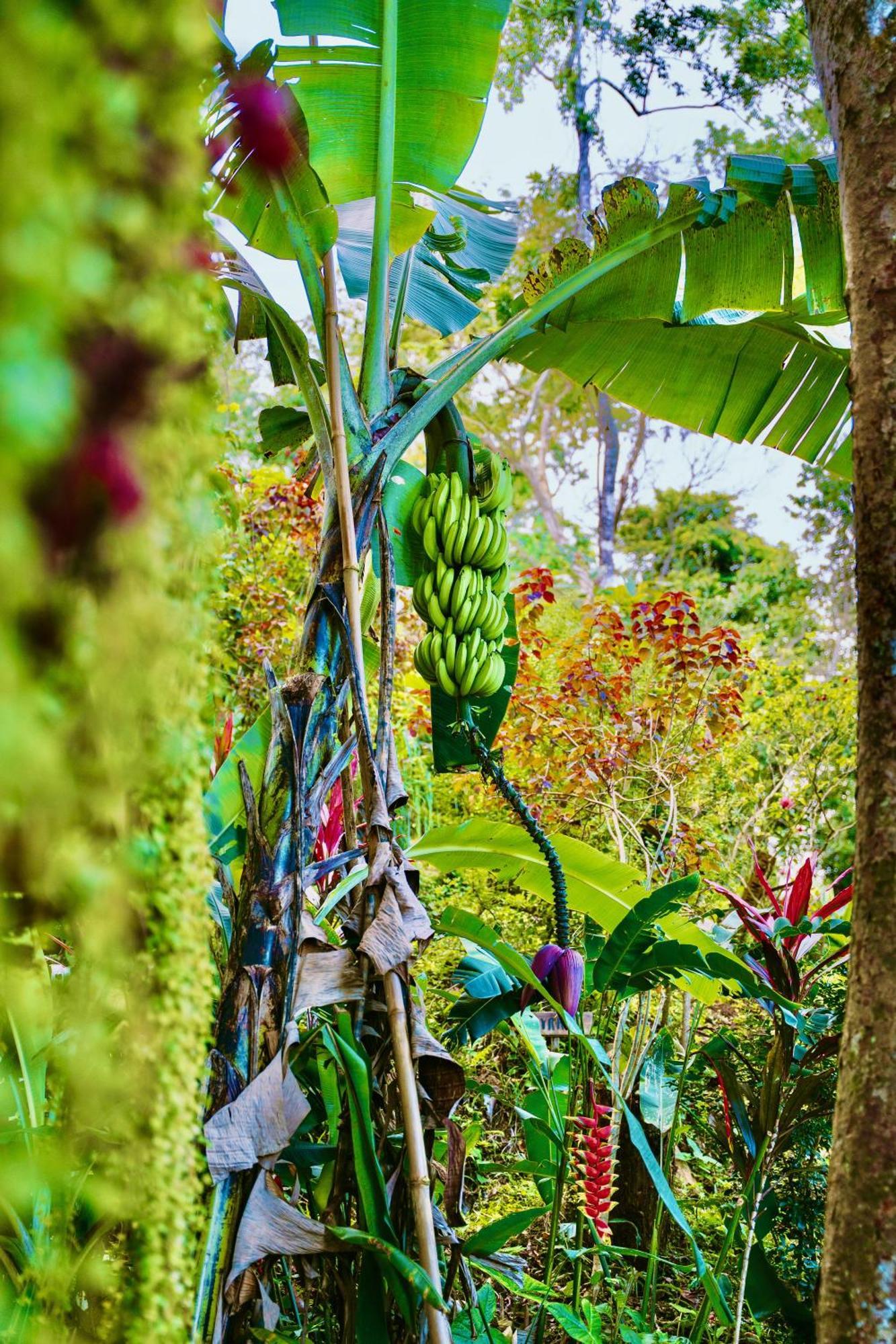 Jungle Spirit Treehouse Vila Cahuita Exterior foto